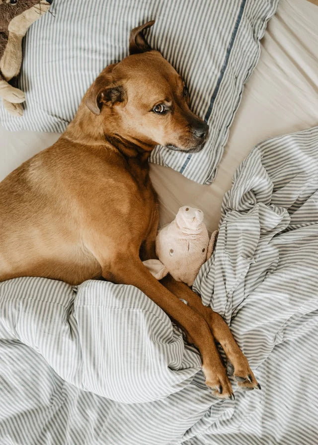 Les animaux domestiques au lit - est-ce un problème ?